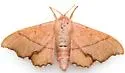 Lacosoma arizonicum - Hodges#7660 - photo 4