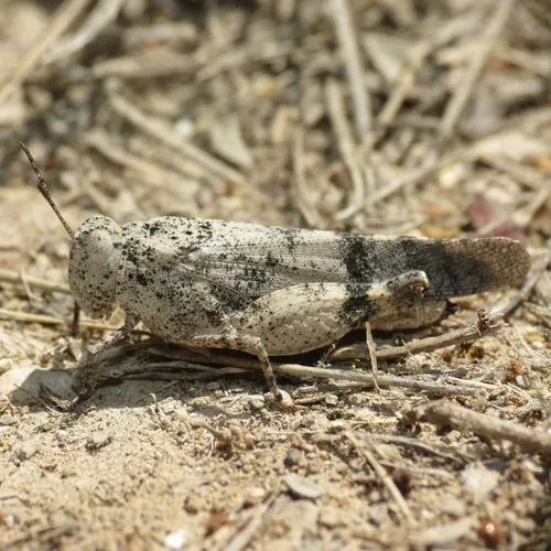 Aztec Grasshopper - Lactista aztecus