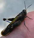 Trailside Grasshopper