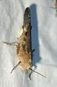 Trailside Grasshopper - photo 2