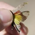 Trailside Grasshopper - photo 3