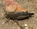 Trailside Grasshopper - photo 4
