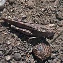 Trailside Grasshopper - photo 5