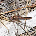 Blue Corporal