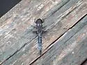 Blue Corporal - photo 2