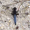 Blue Corporal - photo 3