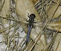 Blue Corporal - photo 4