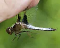 White Corporal - photo 2