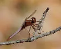 White Corporal - photo 3