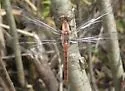 White Corporal - photo 4