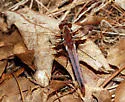 White Corporal - photo 5