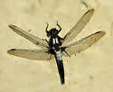 Chalk-fronted Corporal