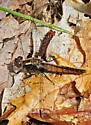 Chalk-fronted Corporal - photo 4
