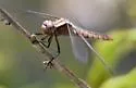 Chalk-fronted Corporal - photo 5