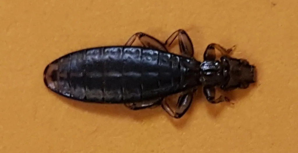 Laemobothriidae - photo 2