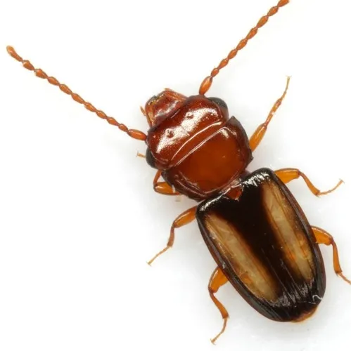 Lined Flat Bark Beetles - photo 2