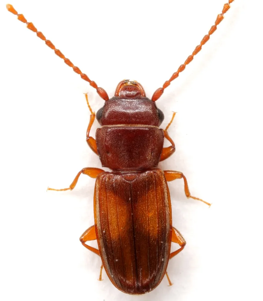 Laemophloeus apache - photo 3