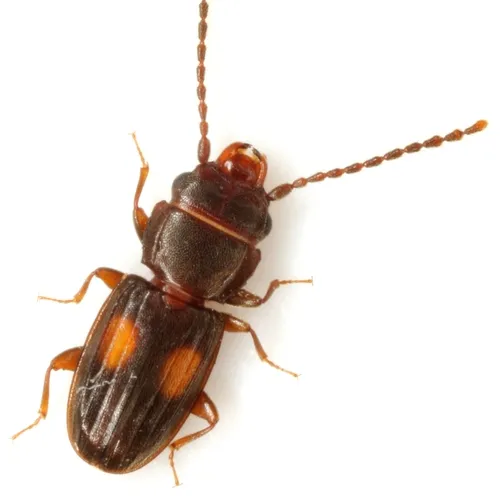 Laemophloeus biguttatus