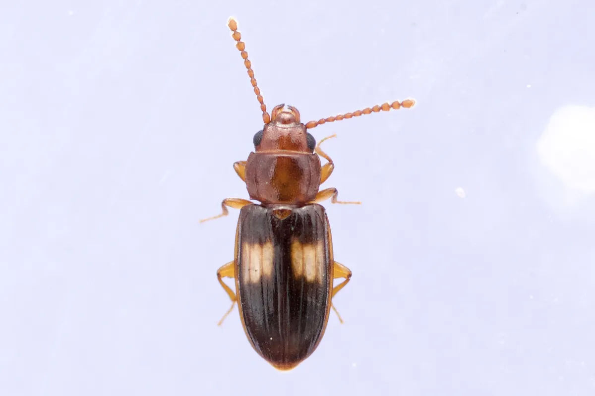 Laemophloeus fasciatus