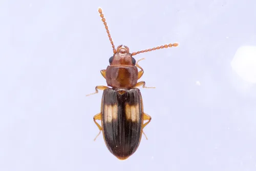 Laemophloeus fasciatus - photo 2