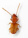 Laemophloeus lecontei