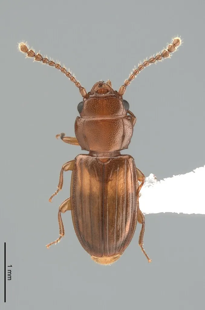 Laemophloeus megacephalus