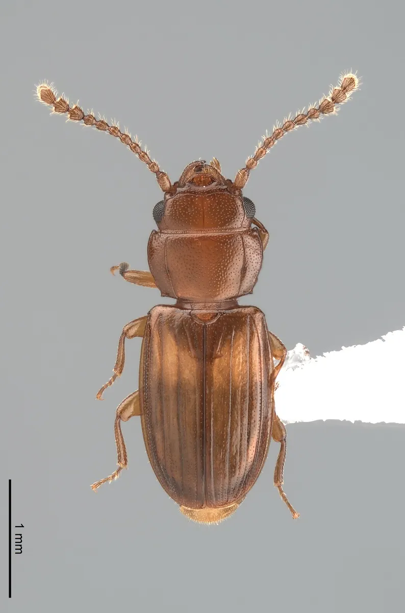 Laemophloeus megacephalus - photo 2