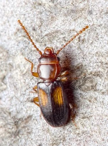 Laemophloeus monilis