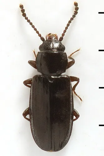 Laemophloeus muticus