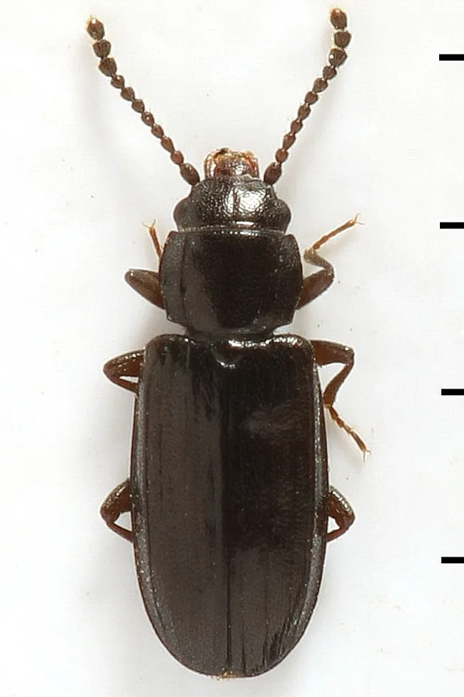 Laemophloeus muticus - photo 2