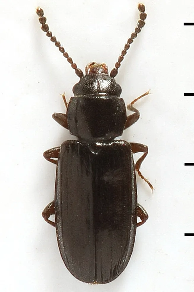Laemophloeus muticus - photo 3