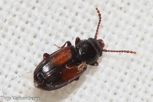 Laemophloeus nigricollis