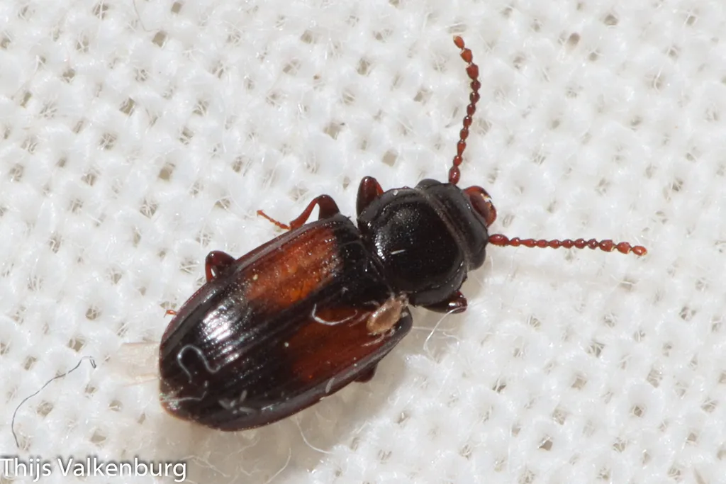 Laemophloeus nigricollis - photo 2