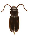 Laemophloeus shastanus
