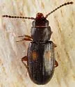 Laemophloeus shastanus - photo 2