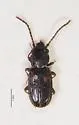 Laemophloeus shastanus - photo 3