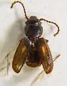 Laemophloeus shastanus - photo 4