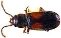Laemophloeus shastanus - photo 5
