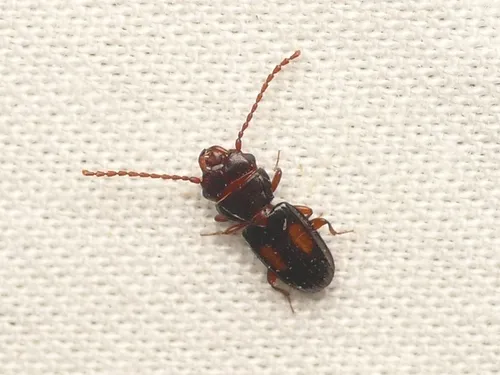 Laemophloeus submonilis