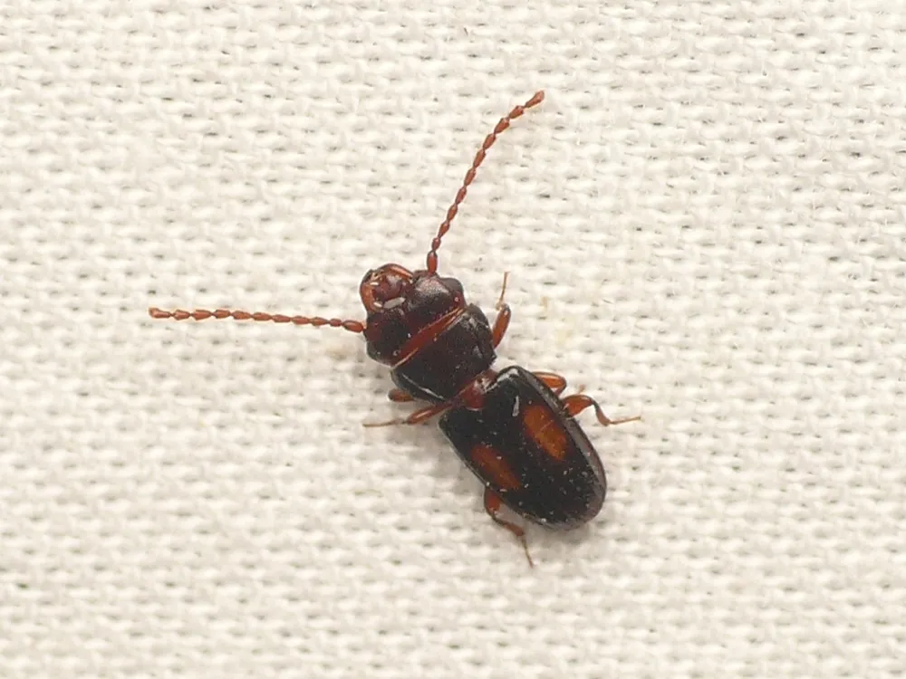 Laemophloeus submonilis - photo 2