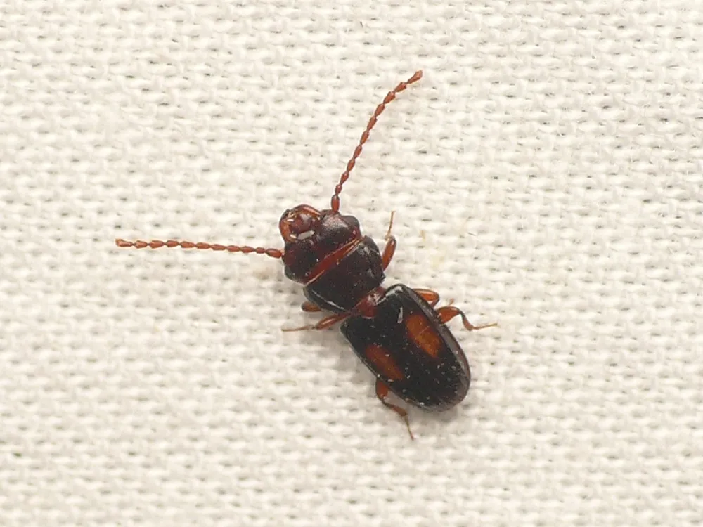 Laemophloeus submonilis - photo 3