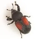 Laemosaccus burkei