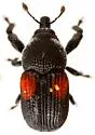 Laemosaccus burkei - photo 4