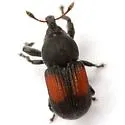 Laemosaccus clytrinoides