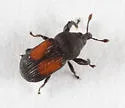 Laemosaccus clytrinoides - photo 2