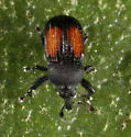 Laemosaccus clytrinoides - photo 3