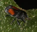 Laemosaccus clytrinoides - photo 4