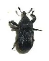 Laemosaccus gossypii