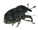 Laemosaccus gossypii - photo 3