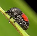 Laemosaccus nephele